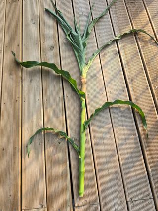 들깨19622님의 옥수수 · 병해충상담 작성글 사진