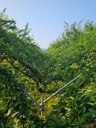 기조자두농님의 자두 · 영농일지 작성글 사진