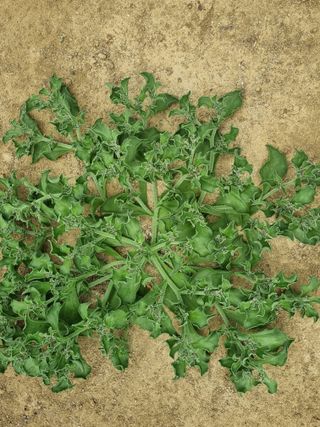 이정혜님의 기타작물 · 영농일지 작성글 사진