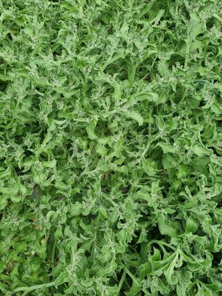 이정혜님의 기타작물 · 영농일지 작성글 사진