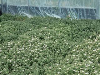 이정혜님의 기타작물 · 영농일지 작성글 사진