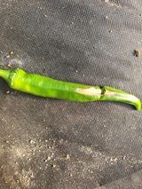 팜모닝 고추·병해충상담 게시글 이미지