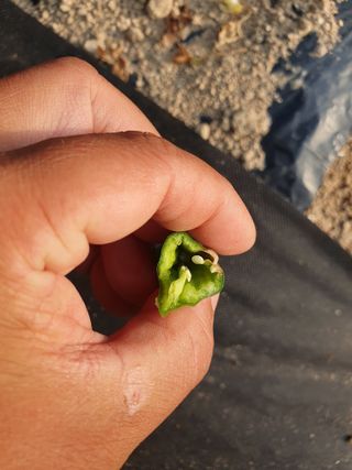 박형규님의 고추 · 병해충상담 작성글 사진