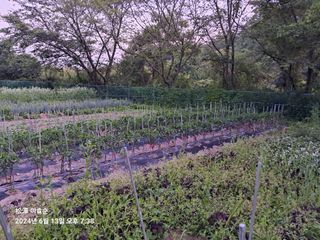 이효순님의 파 · 영농일지 작성글 사진