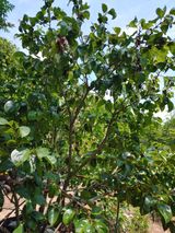 팜모닝 감·영농일지 게시글 이미지