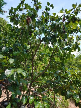 홍이네님의 감 · 영농일지 작성글 사진