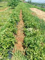 팜모닝 감자·영농일지 게시글 이미지