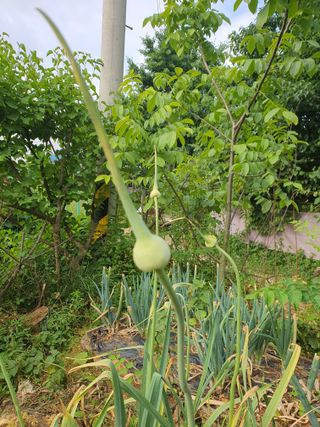 이창열님의 농사, 무엇이든 물어보세요! · 참여글 작성글 사진