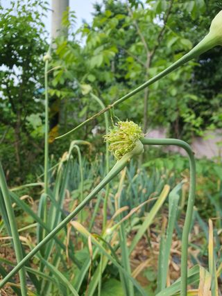 이창열님의 농사, 무엇이든 물어보세요! · 참여글 작성글 사진