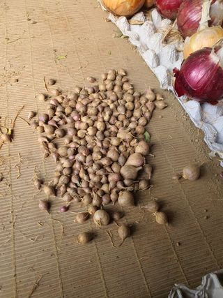 이창열님의 농사, 무엇이든 물어보세요! · 참여글 작성글 사진