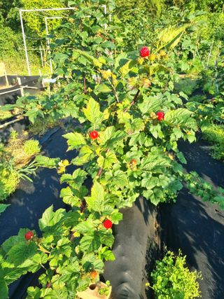 거여농원(방정재)님의 딸기 · 영농일지 작성글 사진