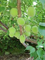 팜모닝 매실·영농일지 게시글 이미지