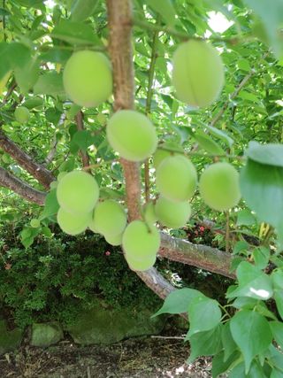 박임상님의 매실 · 영농일지 작성글 사진