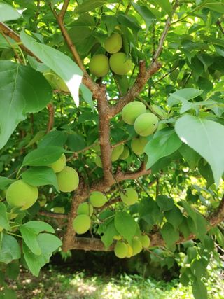 박임상님의 매실 · 영농일지 작성글 사진