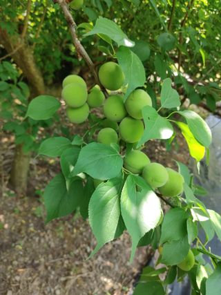 박임상님의 매실 · 영농일지 작성글 사진