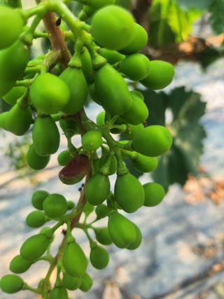 백화산지킴이산야초님의 포도 · 영농일지 작성글 사진