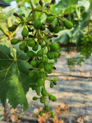 백화산지킴이산야초님의 포도 · 영농일지 작성글 사진