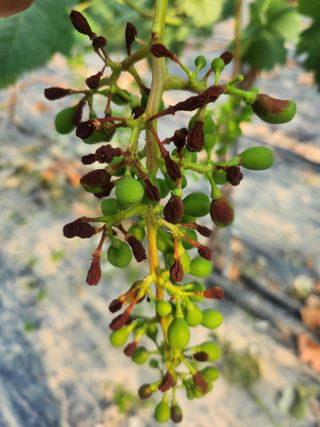 백화산지킴이산야초님의 포도 · 영농일지 작성글 사진