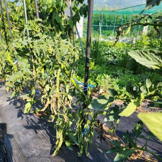 하동삼삼오오님의 토마토 · 병해충상담 작성글 사진