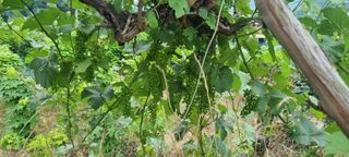 청산풍운님의 기타작물 · 영농일지 작성글 사진