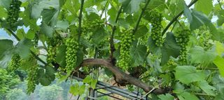 청산풍운님의 기타작물 · 영농일지 작성글 사진