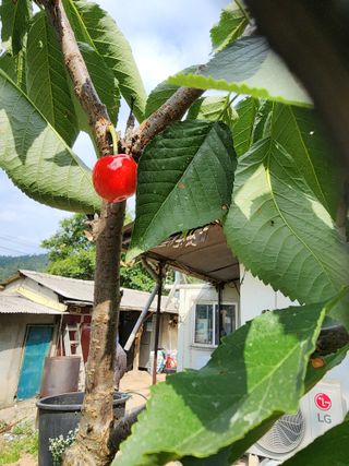 예은농장님의 자유주제 · 자유게시판 작성글 사진