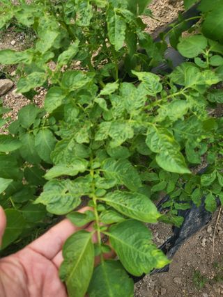 조상희님의 감자 · 영농일지 작성글 사진