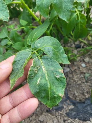 조상희님의 감자 · 영농일지 작성글 사진