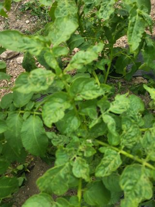 조상희님의 감자 · 영농일지 작성글 사진