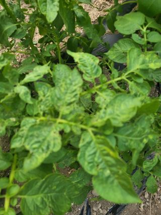 조상희님의 감자 · 영농일지 작성글 사진