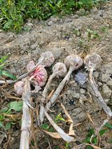 팜모닝 농사, 무엇이든 물어보세요!·참여글 게시글 이미지