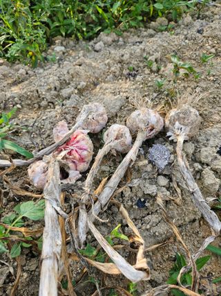 김성동님의 농사, 무엇이든 물어보세요! · 참여글 작성글 사진