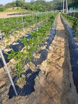 팜모닝 자유주제·자유게시판 게시글 이미지