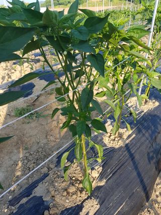 초보농군 정종호님의 자유주제 · 자유게시판 작성글 사진