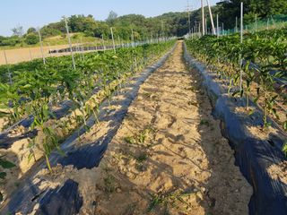 초보농군 정종호님의 자유주제 · 자유게시판 작성글 사진