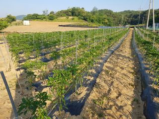 초보농군 정종호님의 자유주제 · 자유게시판 작성글 사진