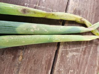 최선희님의 파 · 병해충상담 작성글 사진