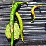 팜모닝 고추·병해충상담 게시글 이미지