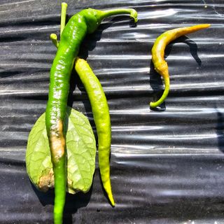 정맨님의 고추 · 병해충상담 작성글 사진