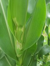 팜모닝 옥수수·병해충상담 게시글 이미지