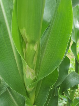 손인석님의 옥수수 · 병해충상담 작성글 사진