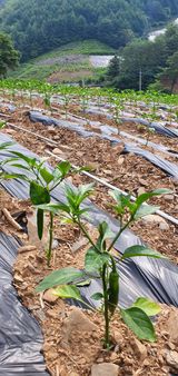 팜모닝 고추·병해충상담 게시글 이미지