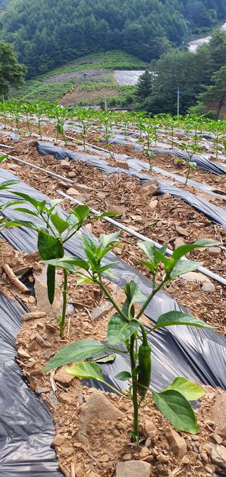 유경식님의 고추 · 병해충상담 작성글 사진