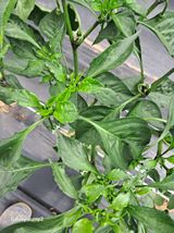 팜모닝 고추·병해충상담 게시글 이미지