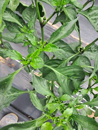 권오정님의 고추 · 병해충상담 작성글 사진