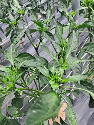 권오정님의 고추 · 병해충상담 작성글 사진