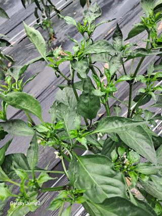 권오정님의 고추 · 병해충상담 작성글 사진