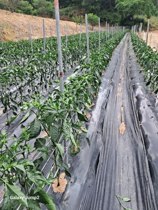 권오정님의 고추 · 병해충상담 작성글 사진