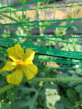 팜모닝 기타작물·병해충상담 게시글 이미지