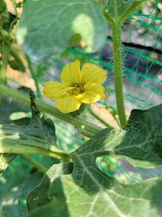 동읍새날농장님의 기타작물 · 병해충상담 작성글 사진